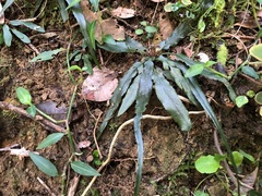 Asplenium attenuatum