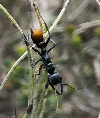 Myrmecia mandibularis