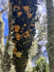 Favolaschia calocera