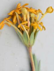 Lasiosiphon capitatus