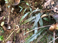 Asplenium attenuatum