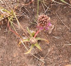Ledebouria luteola