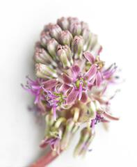 Ledebouria luteola
