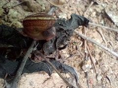 Ariophanta exilis