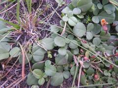 Listia heterophylla
