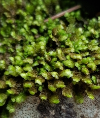 Scapania aspera