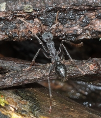 Myrmecia pyriformis