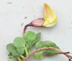 Listia heterophylla