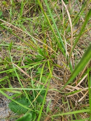 Cyperus retrorsus