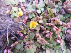 Listia heterophylla