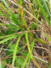 Cyperus retrorsus
