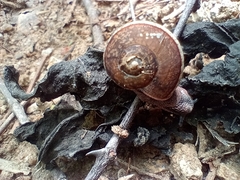 Ariophanta exilis