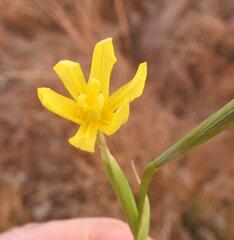 Moraea pallida