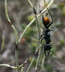 Myrmecia mandibularis