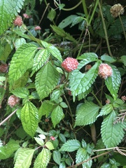 Lecanthus peduncularis