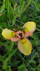 Moraea papilionacea
