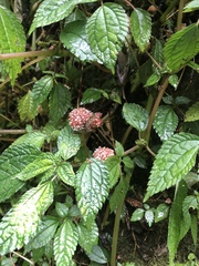 Lecanthus peduncularis