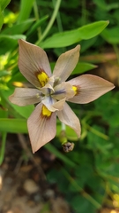 Moraea vegeta