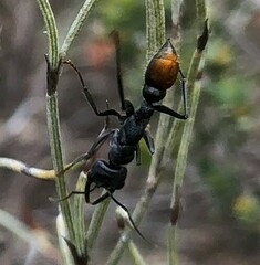 Myrmecia mandibularis