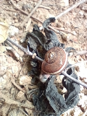 Ariophanta exilis