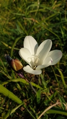 Sparaxis grandiflora