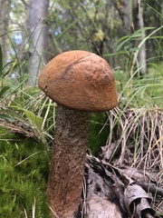 Leccinum insigne