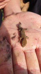 Pachydactylus geitje