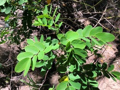 Senna pendula glabrata