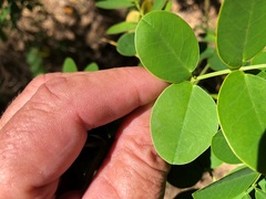 Senna pendula glabrata