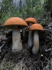 Leccinum insigne