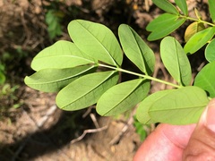 Senna pendula glabrata