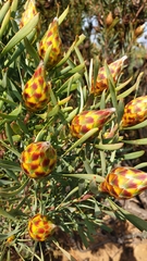 Leucadendron rubrum