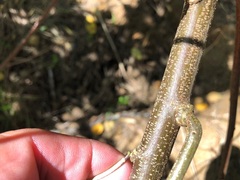 Senna pendula glabrata