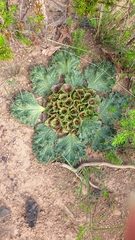 Arctopus monacanthus