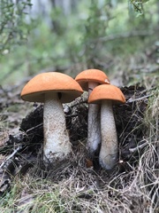 Leccinum insigne