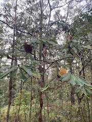 Banksia collina