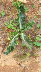 Lichtensteinia lacera