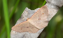 Epicyme rubropunctaria