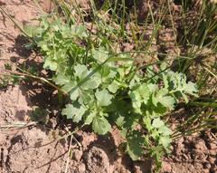 Ranunculus multifidus