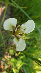 Moraea tricuspidata