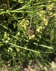 Graphosoma rubrolineatum