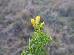 Sebaea sedoides