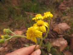 Senecio coronatus