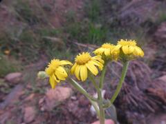 Senecio coronatus