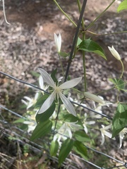 Clematis pubescens