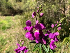 Polygala virgata