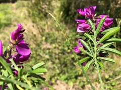 Polygala virgata
