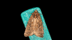 Hypoperigea tonsa