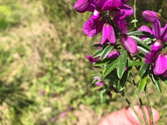 Polygala virgata