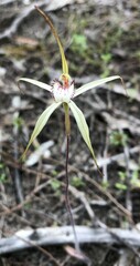 Caladenia venusta